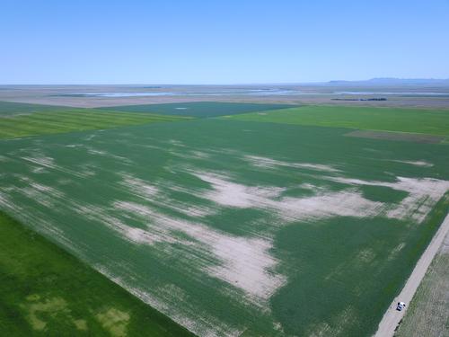 Aerial view of a 2018 safflower field in north-central Montana affected by soil acidification. Photo by Scott Powell